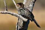 Reed Cormorant