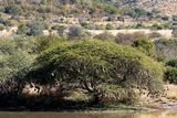 A tree full of weaver nests