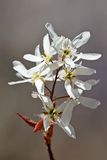 Shadbush