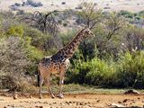 Giraffe