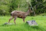 Mule Deer