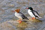 Common Merganser pair in the Thruckee River