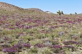 Wildflowers