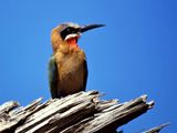 White-fronted Bee-eater