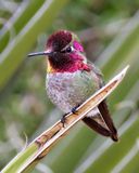 Annas Hummingbird