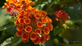 Longwood Gardens_20230705_0113.jpg