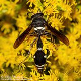 Fraternal Potter Wasp