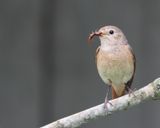 Gekraagde Roodstaart - Common Redstart - Phoenicurus phoenicurus