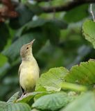 Spotvogel - Icterine Warbler - Hippolais icterina