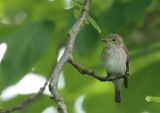 Grauwe Vliegenvanger - Spotted Flycatcher - Muscicapa striata