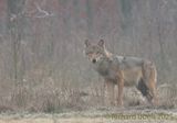 Wolf - Canis lupus