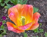 IMG_1532.jpg