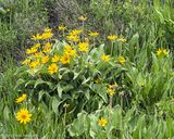 Colorado sunflowers