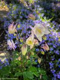 Yampa Botanical Park