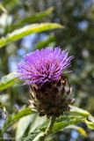 Thistle