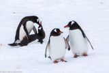 Gentoo penguins