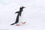 Gentoo penguin stepping out