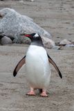 Gentoo penguin