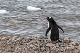 Gentoo penguin