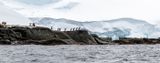Gentoo Penguins