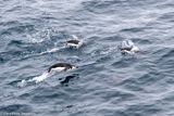 Chinstrap penguins swimming