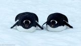 Penguins resting