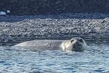 Elephant seal