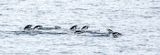 Gentoo penguins swimming