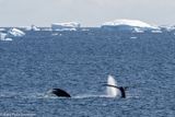 Humpback whales