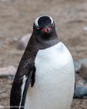Gentoo penguin