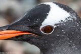 Gentoo penguin