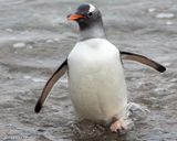Gentoo penguin
