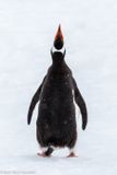 Gentoo penguin backside