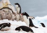 Gentoo penguins
