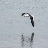 Gull
