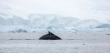 Humpback whale