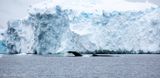Humpback whales