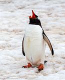 Vocalizing Gentoo penguin