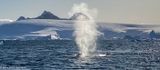 Humpback whale