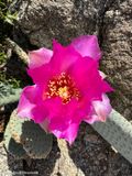Beavertail cactus blossom