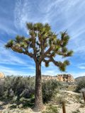 Joshua Tree park