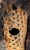 skeleton of Cholla cactus at Joshua Tree park