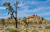 Joshua Tree park