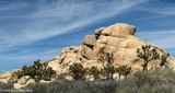 Joshua Tree Park