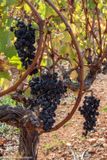 Old grapes