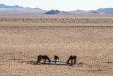 Wild Namibian horses at watering hole