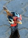 Guinea fowl