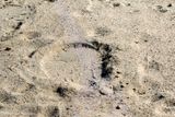 elephant footprint