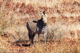 desert zebra