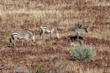 Desert zebras